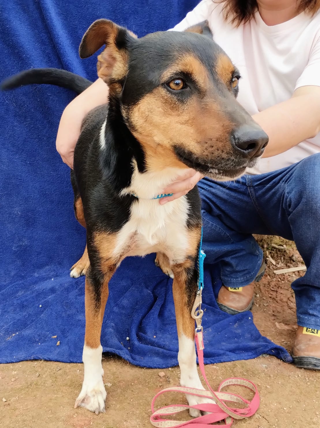SCOOBY, animal disponível para adoção pelo GAAR Campinas