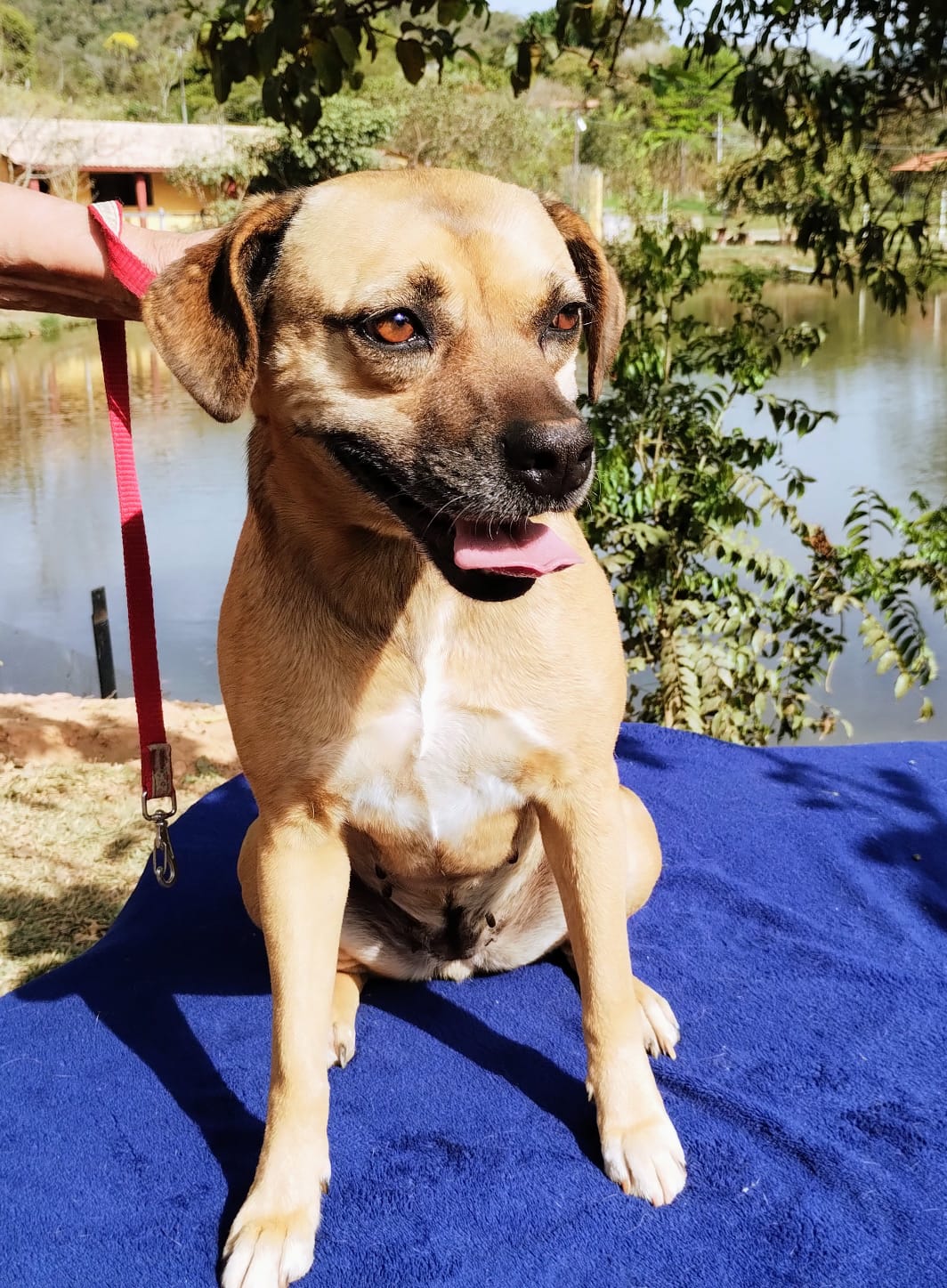 CAMELIA, animal disponível para adoção pelo GAAR Campinas