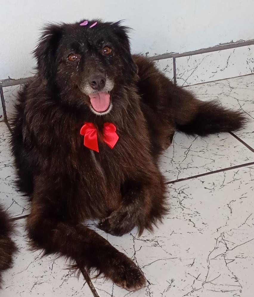 HANNAH, animal disponível para adoção pelo GAAR Campinas