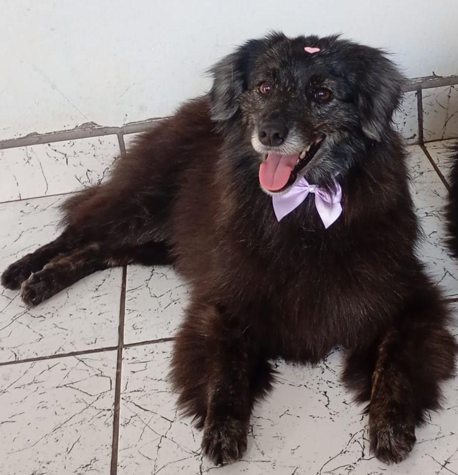 BELA, animal disponível para adoção pelo GAAR Campinas