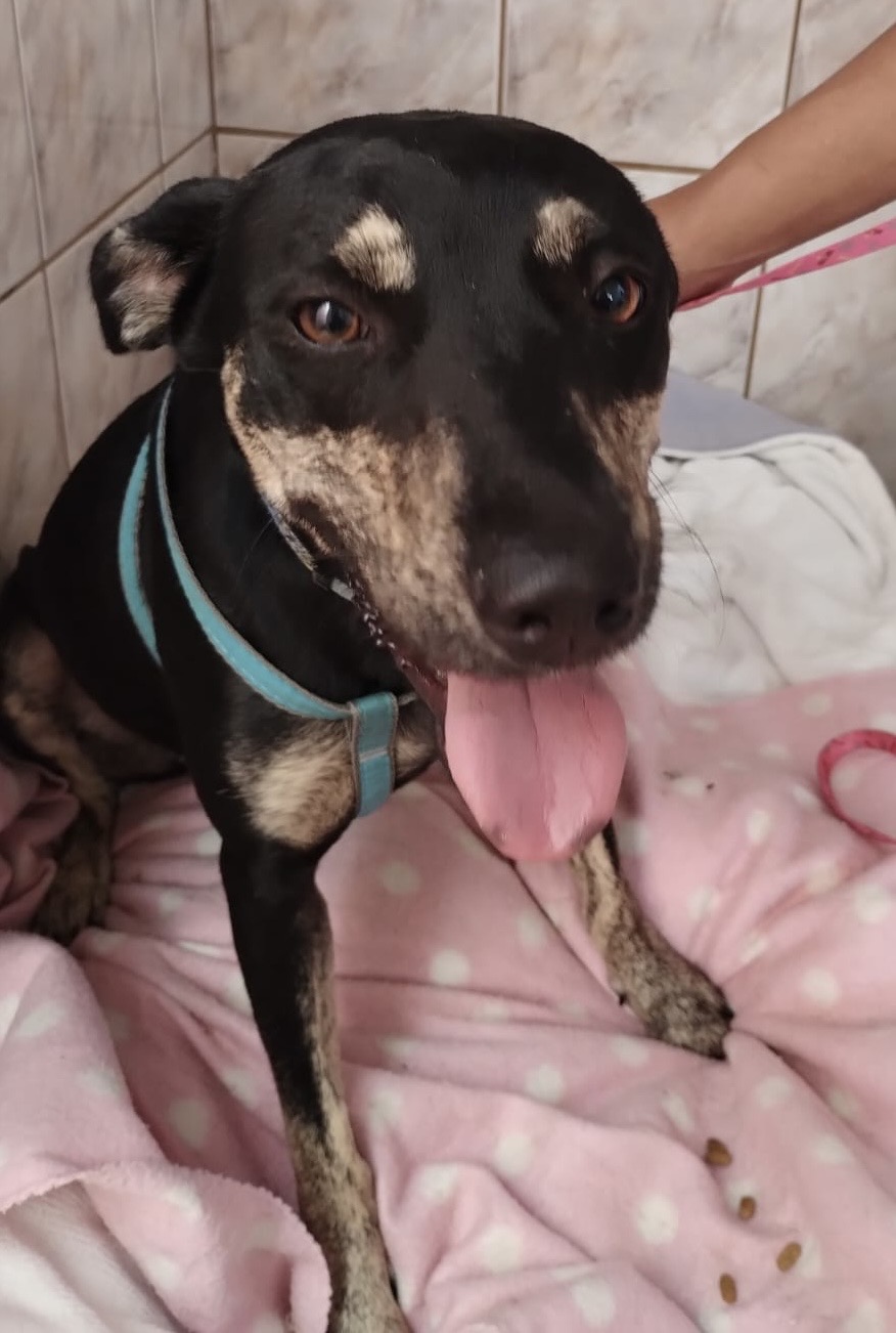 MAITÊ