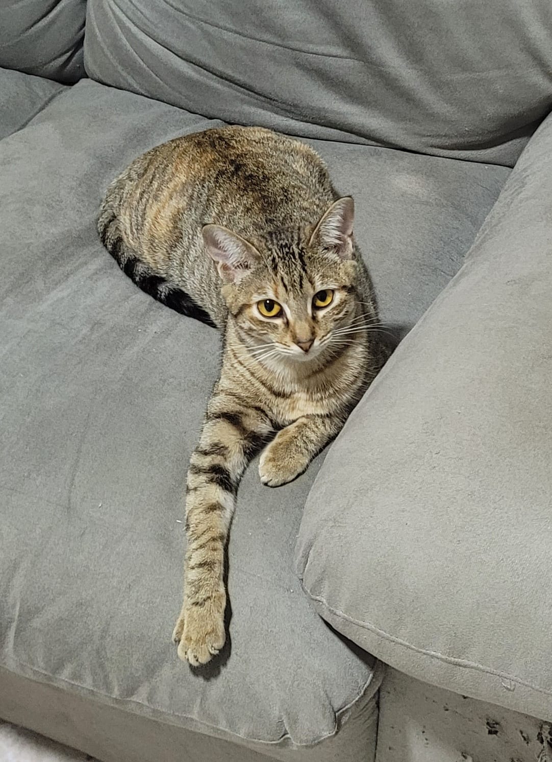 SAFIRA, animal disponível para adoção pelo GAAR Campinas