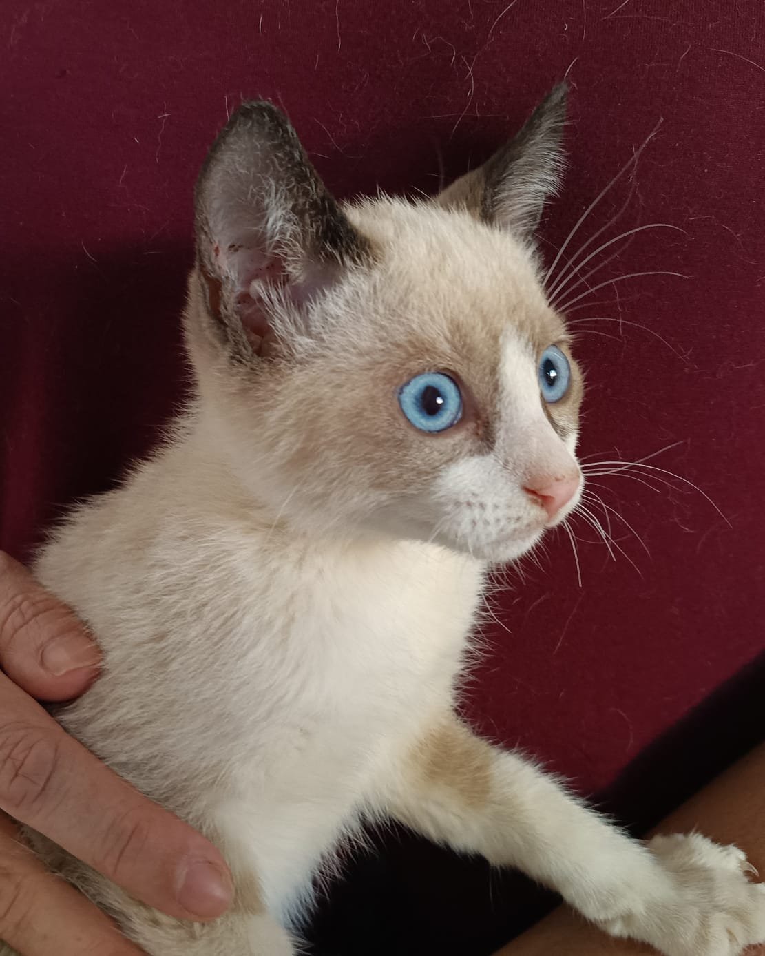 LEMUR