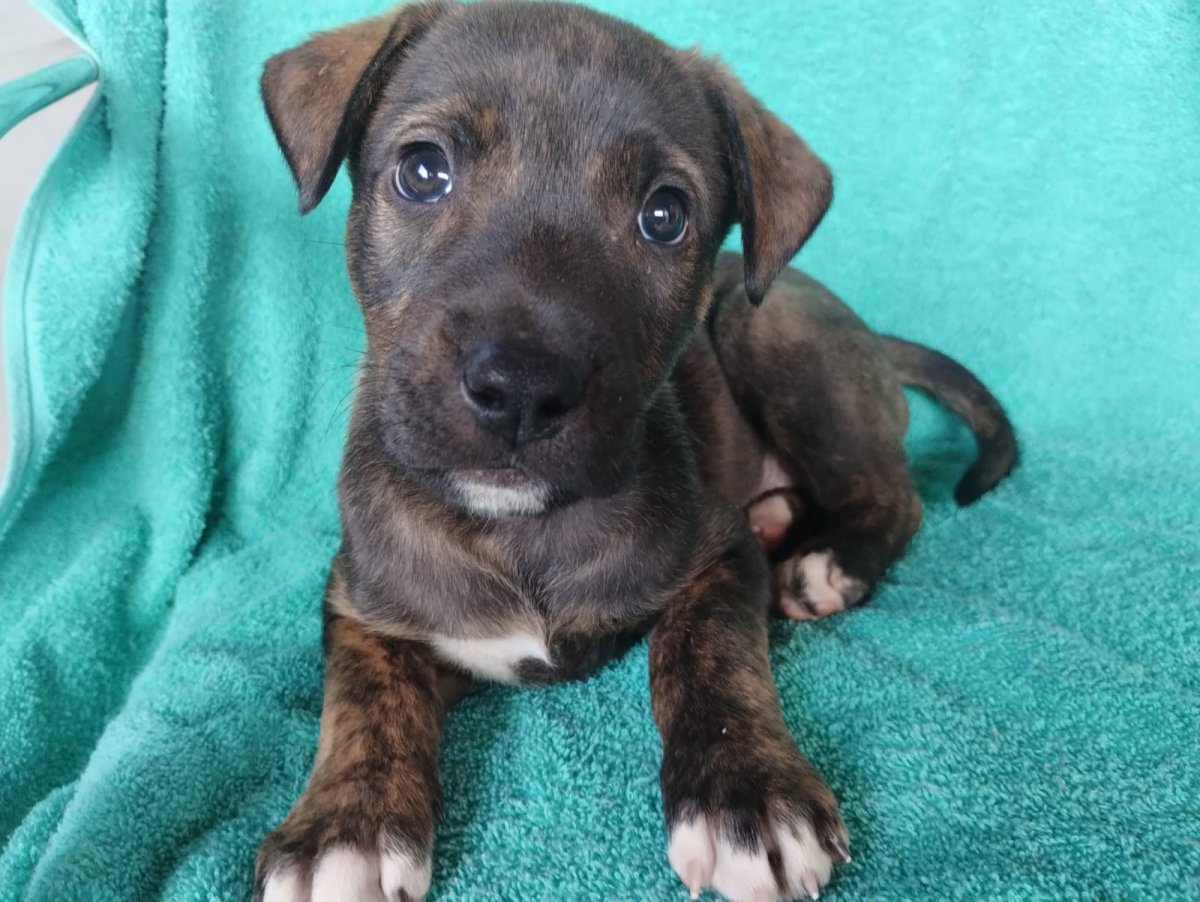 MERLIN