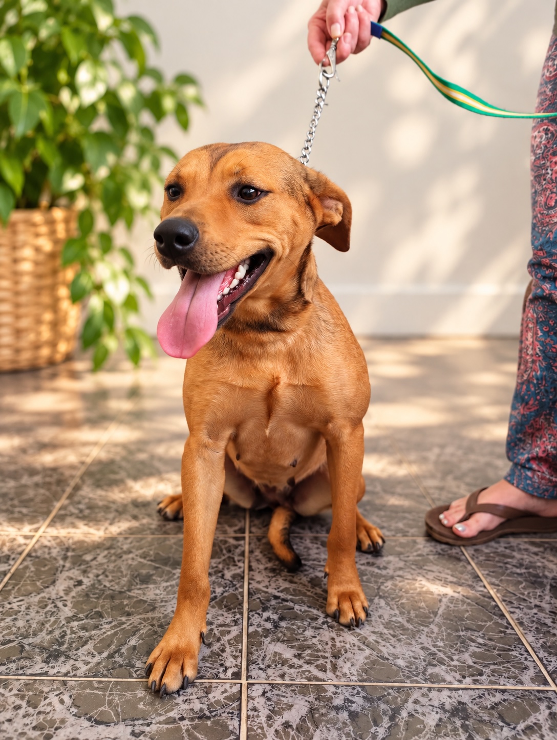 GÊNOVA, animal disponível para adoção pelo GAAR Campinas