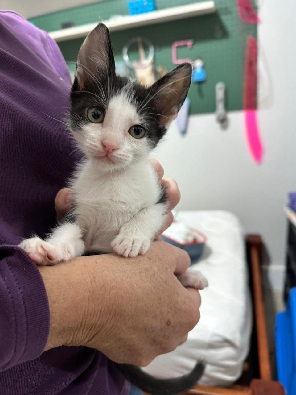MERLIN