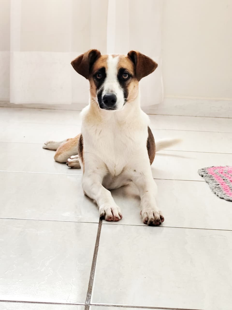 MAIA