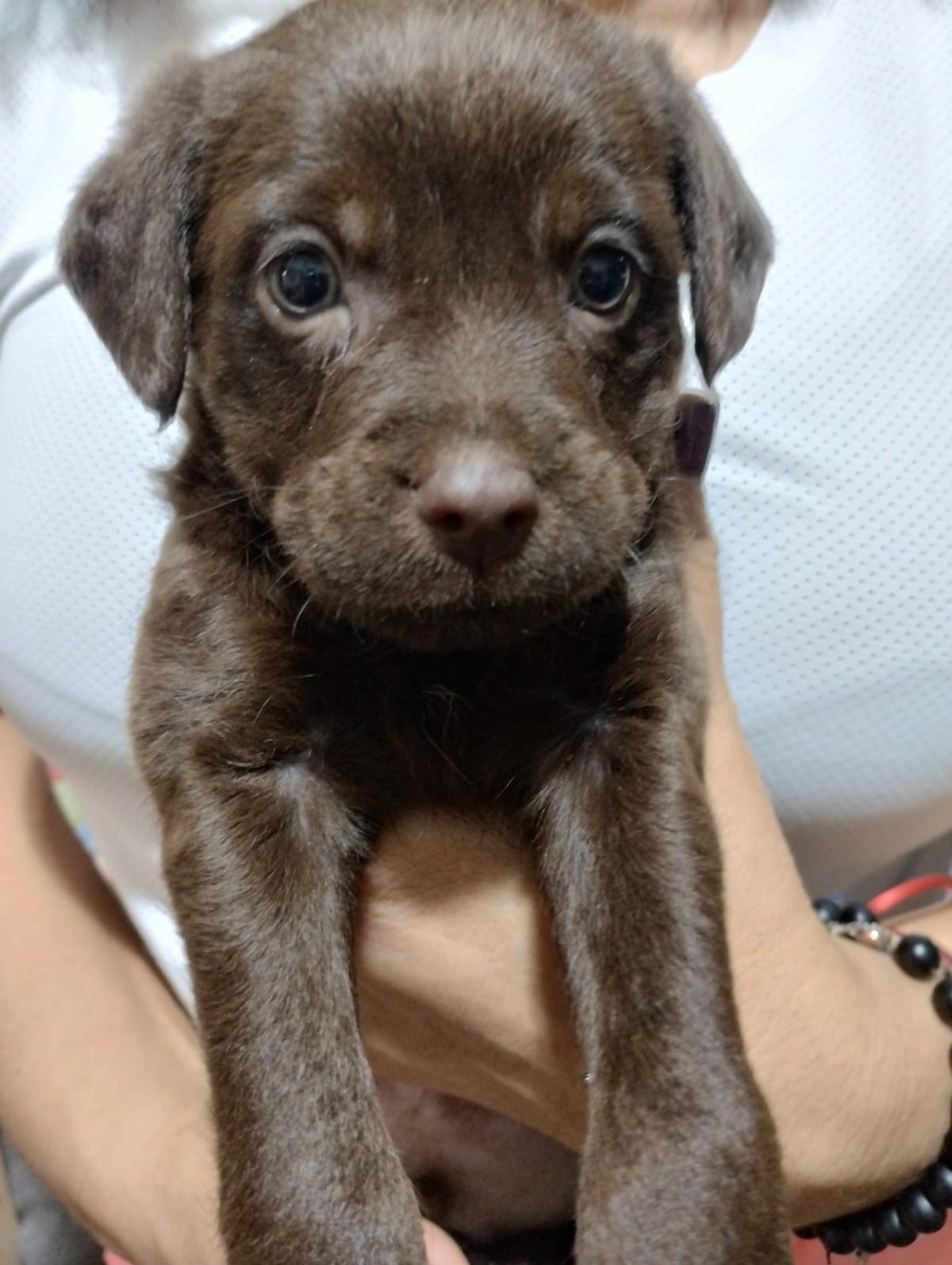 LEONCIO