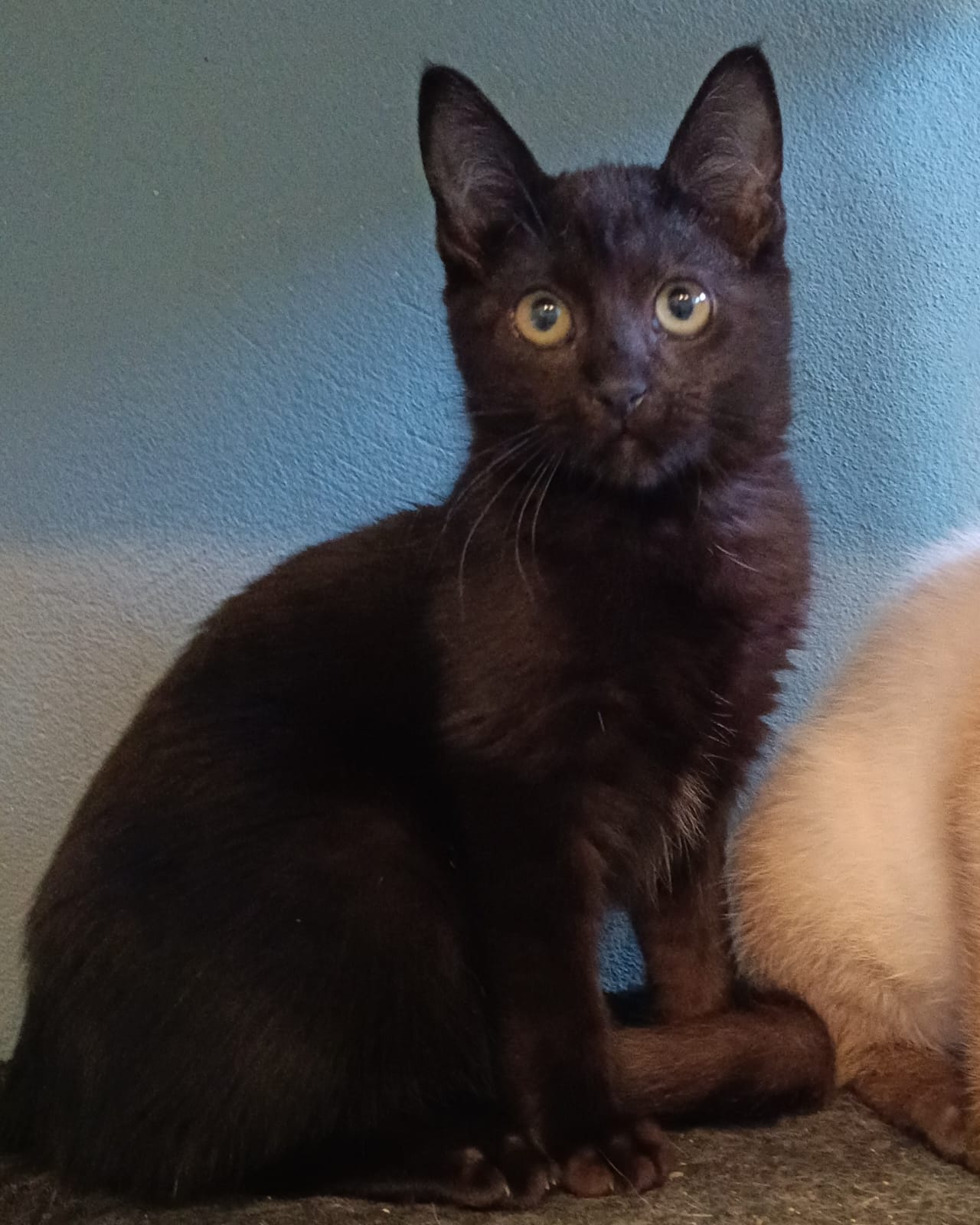 BéLGICA, animal disponível para adoção pelo GAAR Campinas
