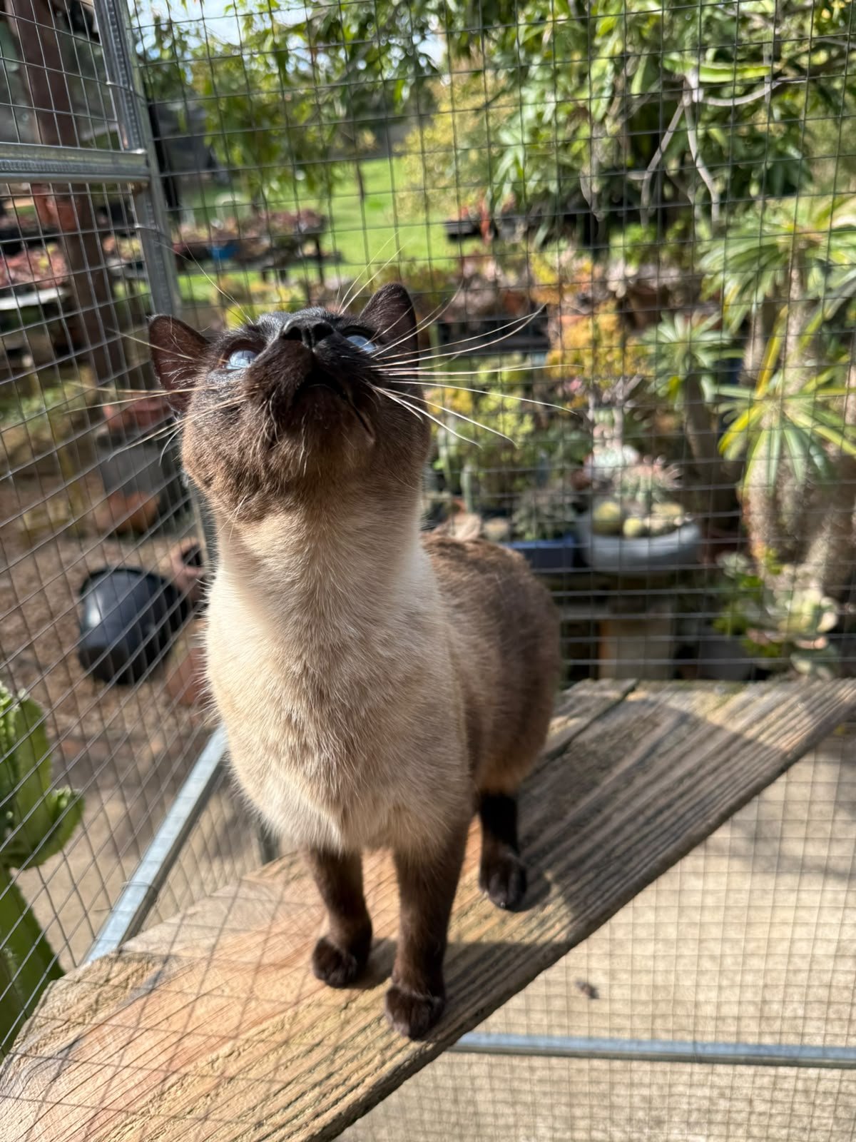 SIMBA