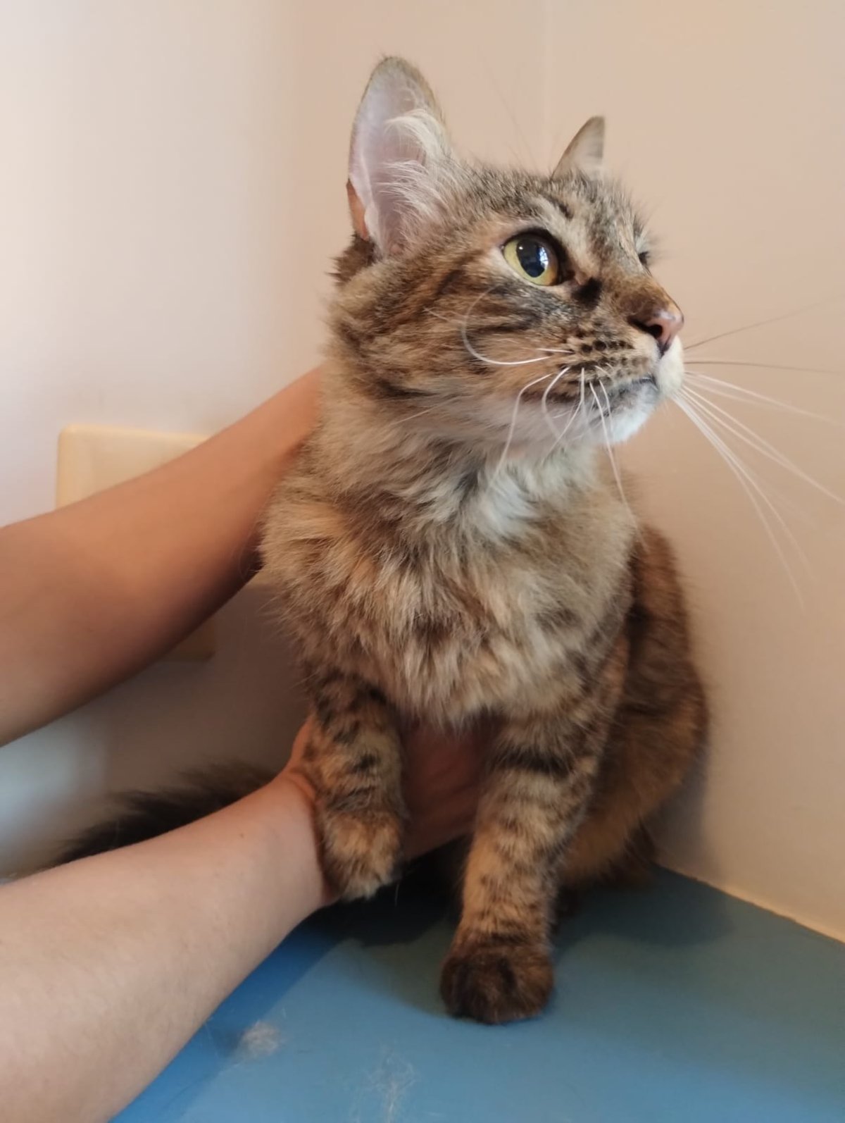 MILLY