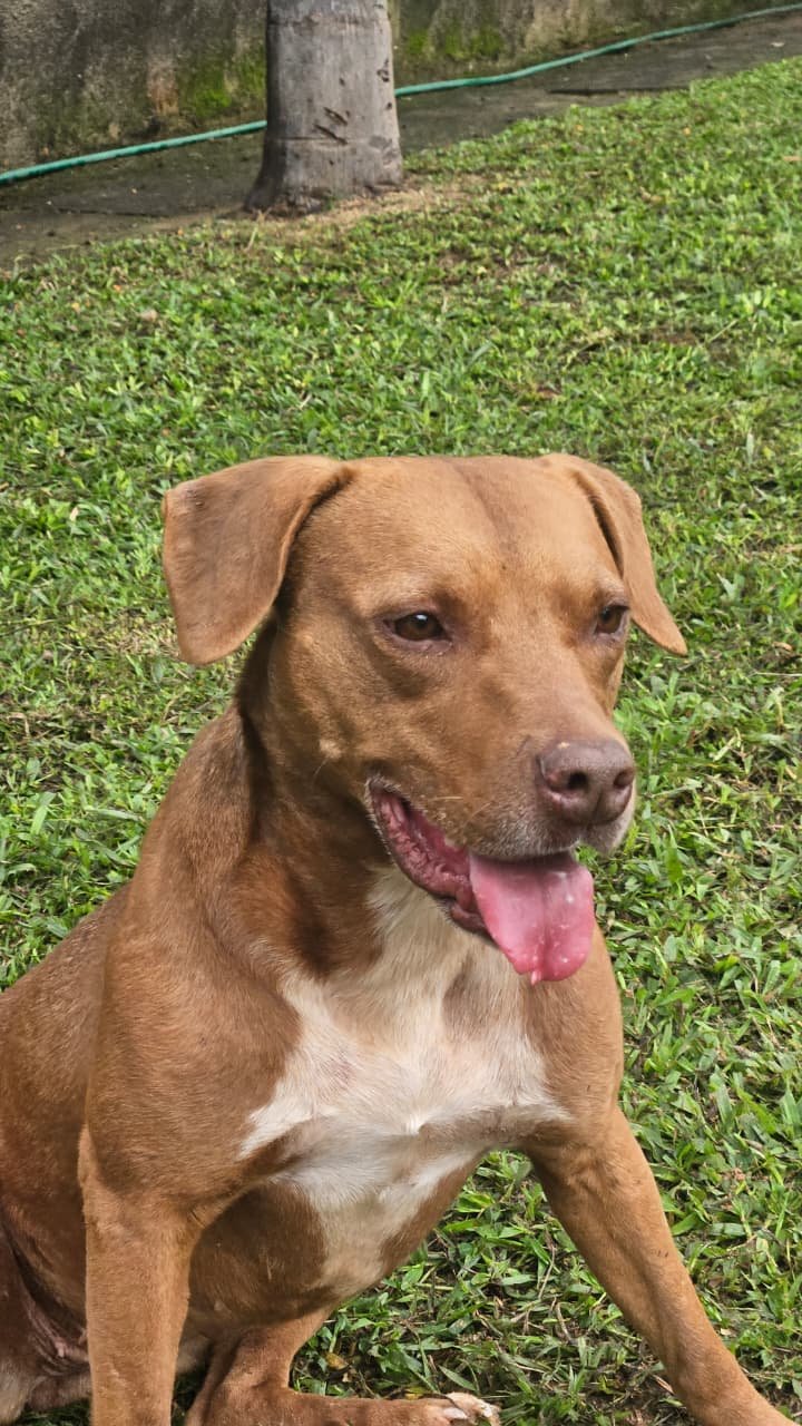 ISADORA (DORA), animal disponível para adoção pelo GAAR Campinas