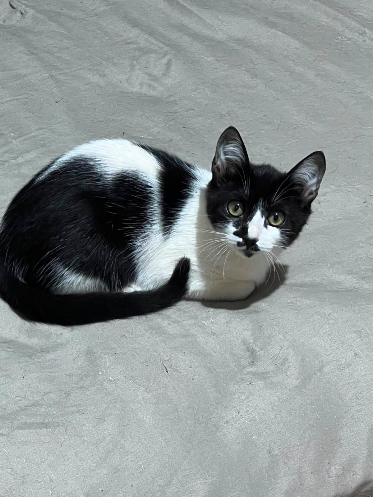 DALILA - Foto 4
