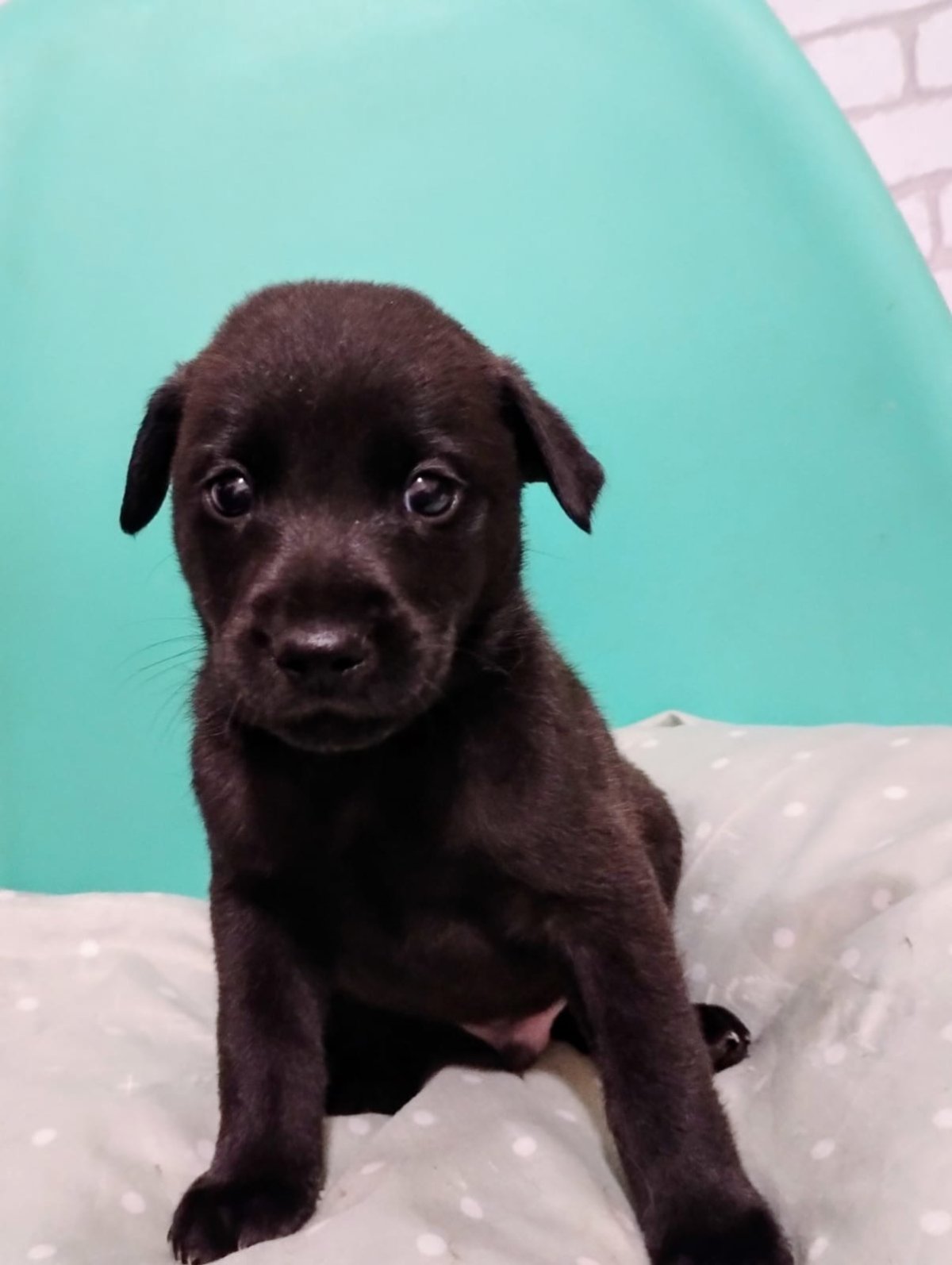 OREO