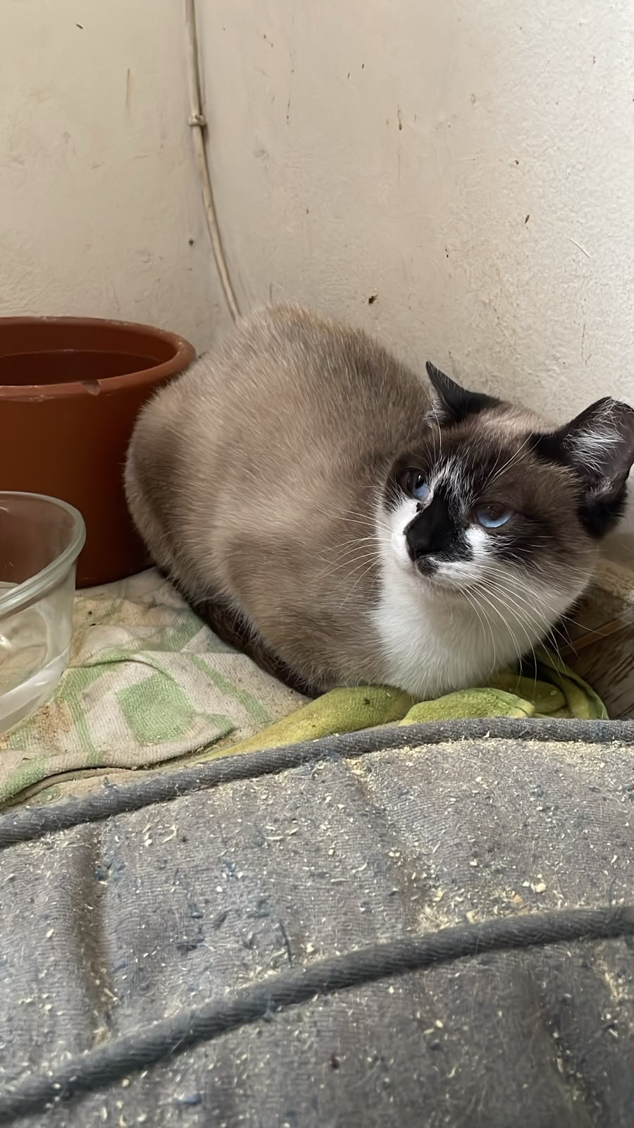 PETúNIA
