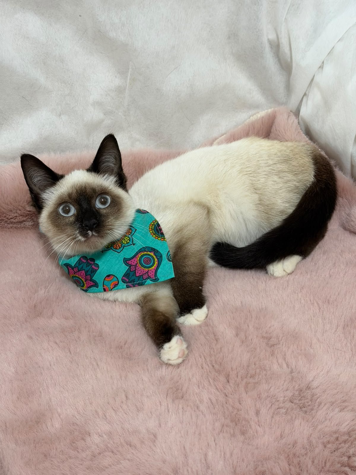 MARILIA MENDONçA, animal disponível para adoção pelo GAAR Campinas