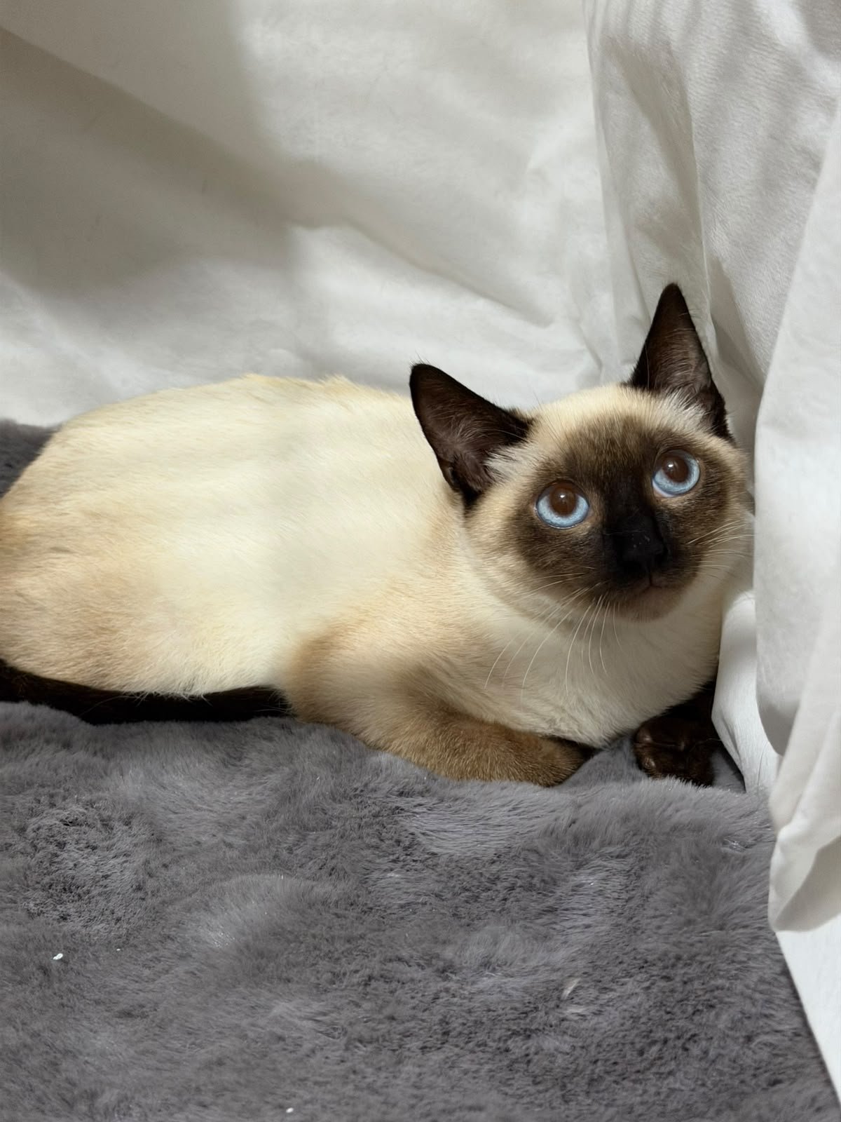 PICLES, animal disponível para adoção pelo GAAR Campinas