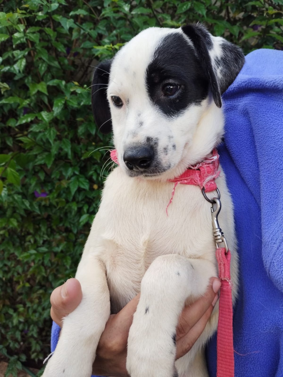 ASTOLFO, animal disponível para adoção pelo GAAR Campinas