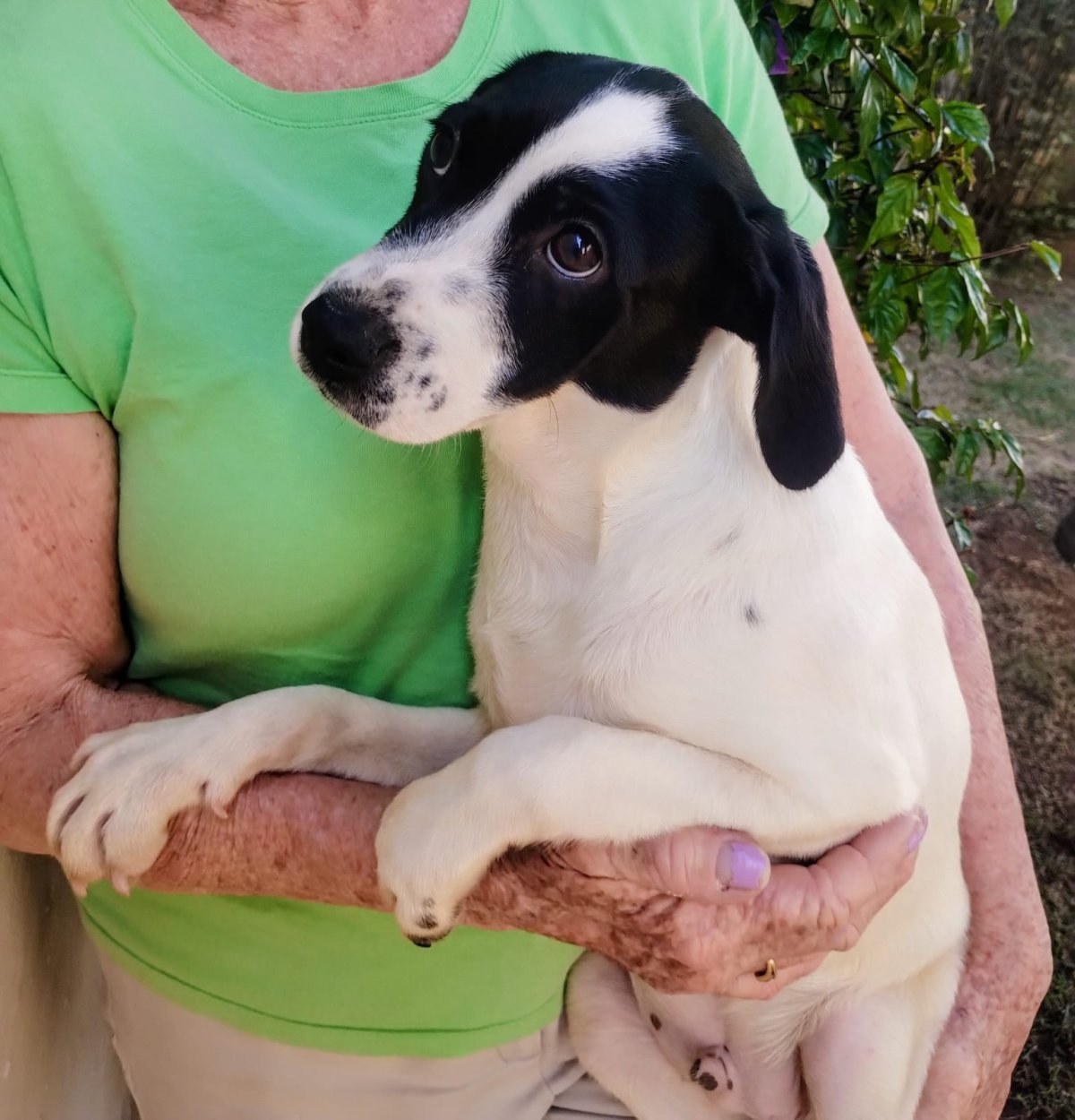 ARTHUR, animal disponível para adoção pelo GAAR Campinas