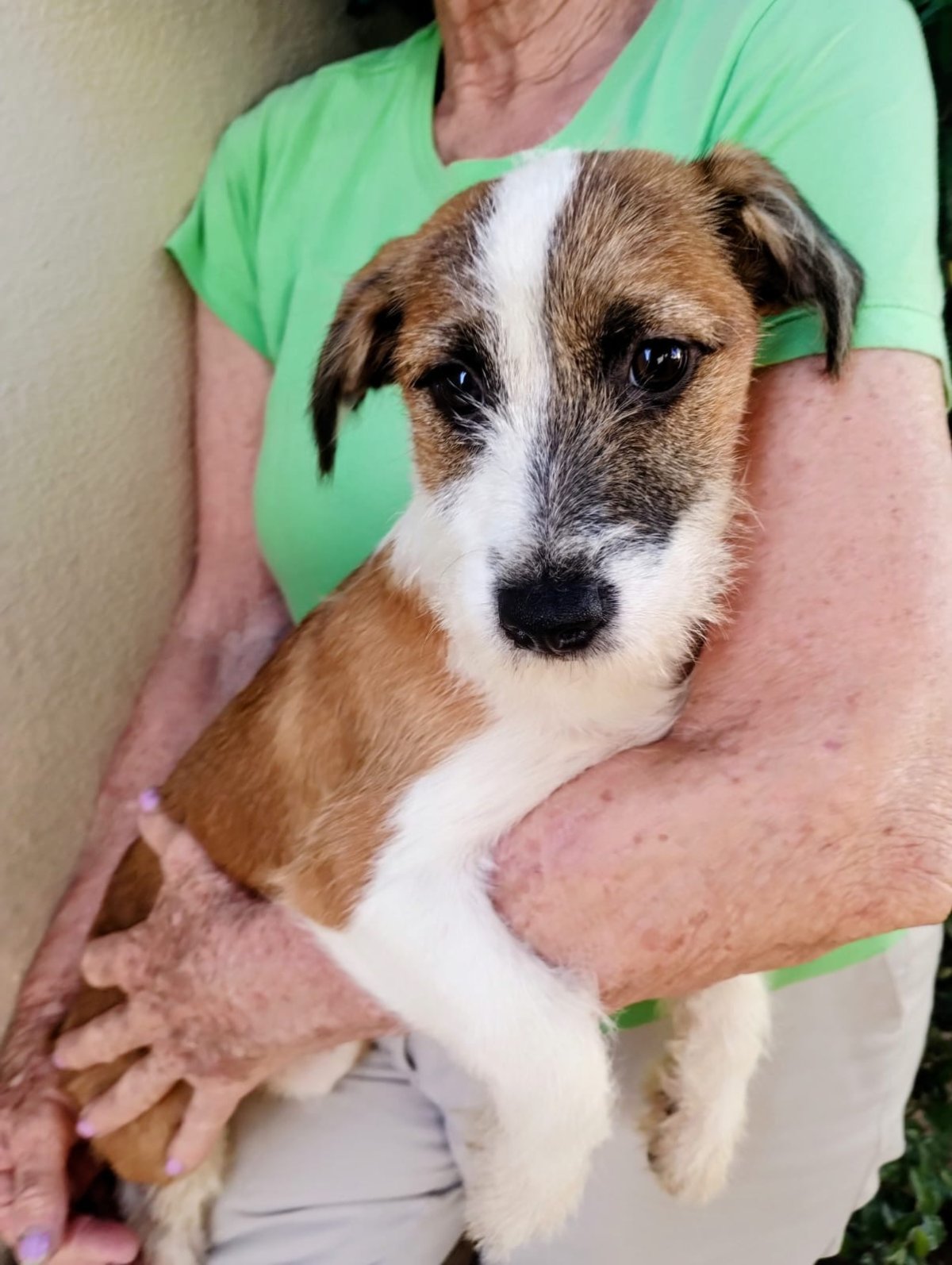 ALICE MARIA, animal disponível para adoção pelo GAAR Campinas