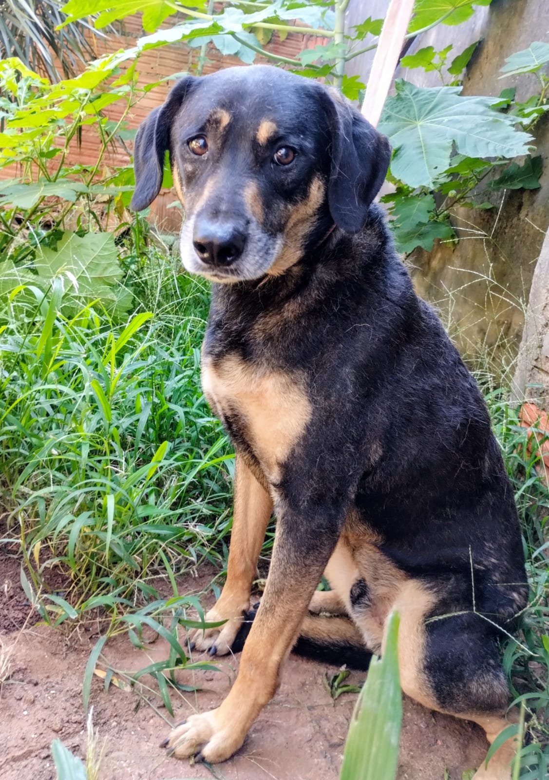 APOLO 2, animal disponível para adoção pelo GAAR Campinas
