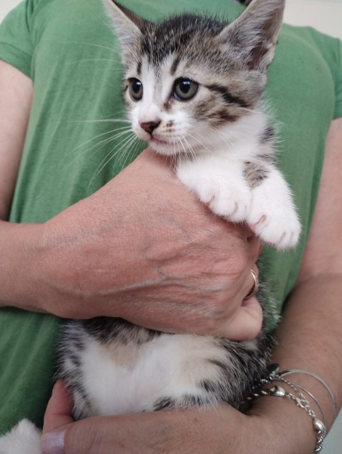 TALESSA, animal disponível para adoção pelo GAAR Campinas
