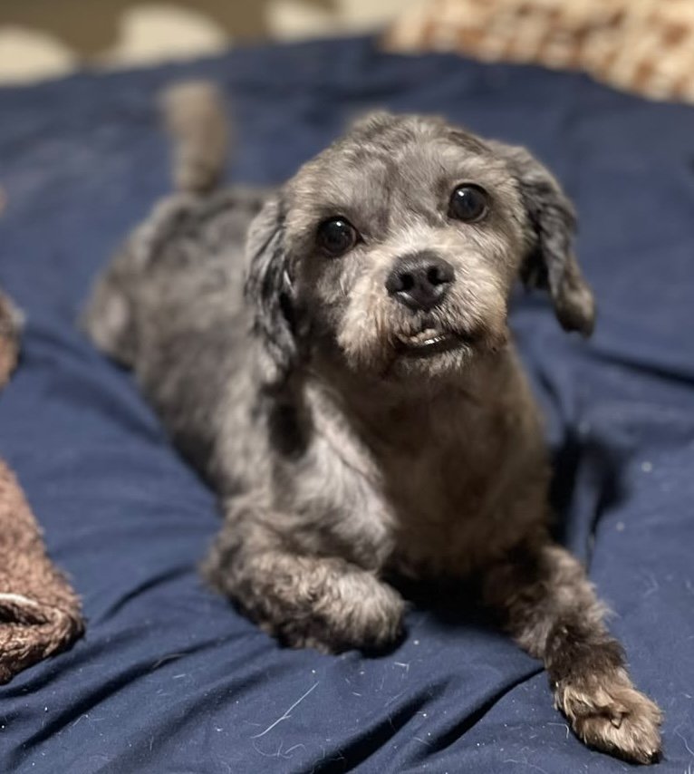 NINO, animal disponível para adoção pelo GAAR Campinas