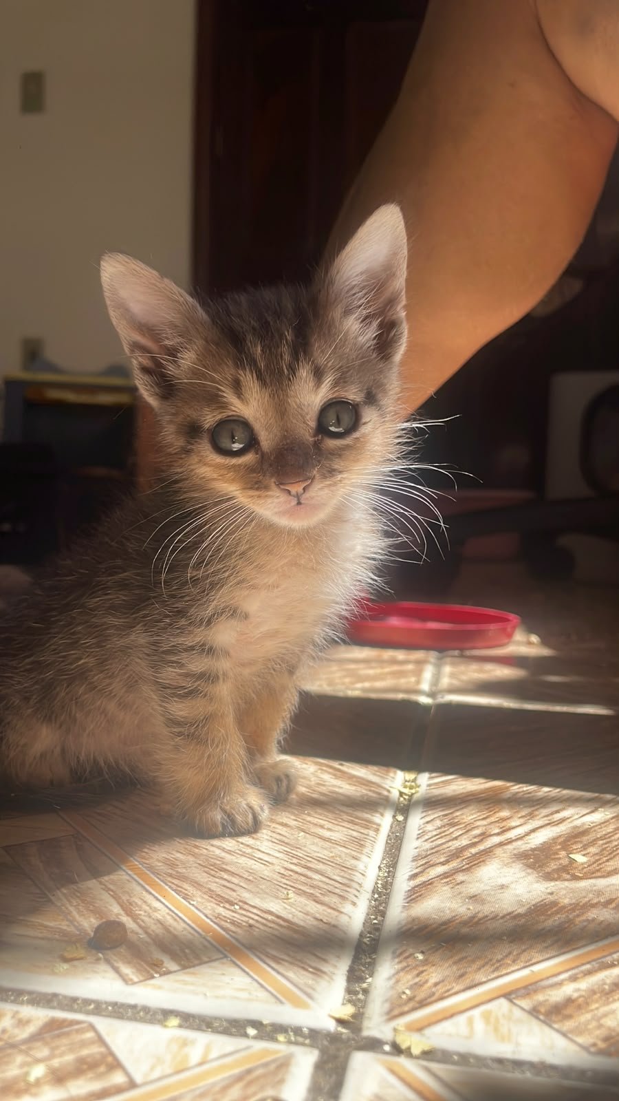 CANELA
