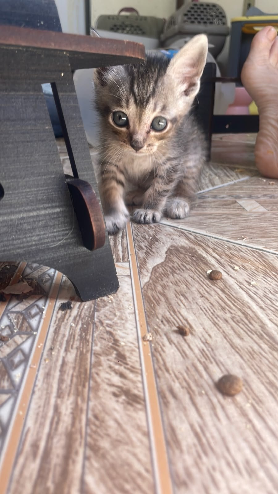 AMORA