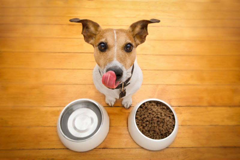 Tipos De Ra O Saiba Como Escolher O Alimento Ideal Para Seu Pet Gaar Campinas
